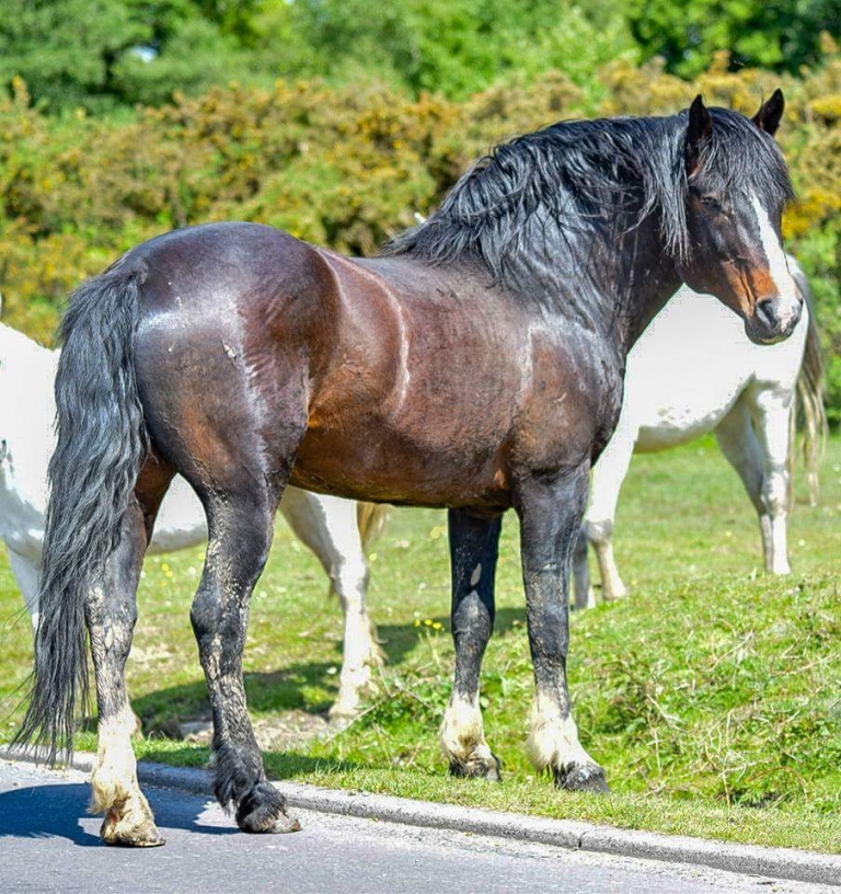 Stallion Scheme Boosts New Forest Ponies HLS New Forest