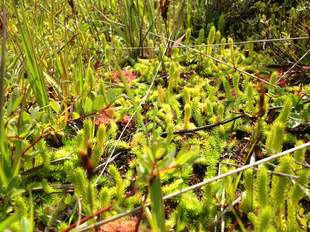 Botanical surveys - HLS New Forest