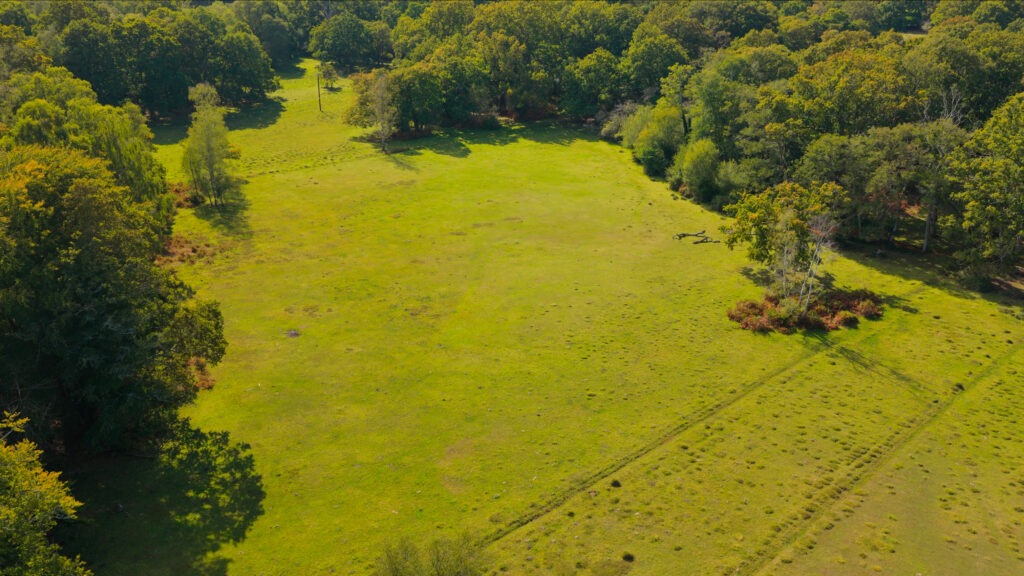 Aerial view of Allum Green, a sunlit grassy clearing bordered by dense woodland in summer
