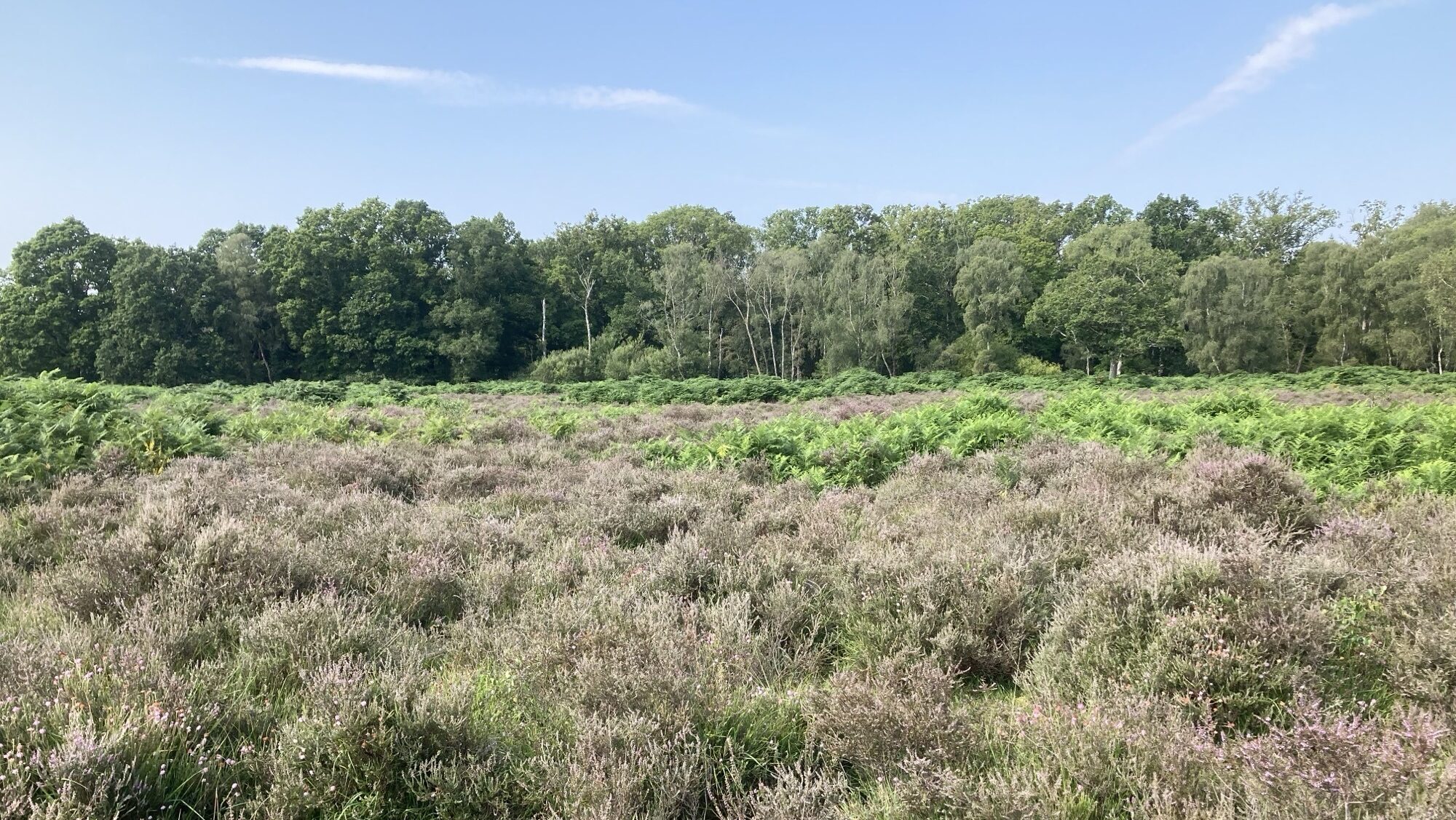 New Forest heathland