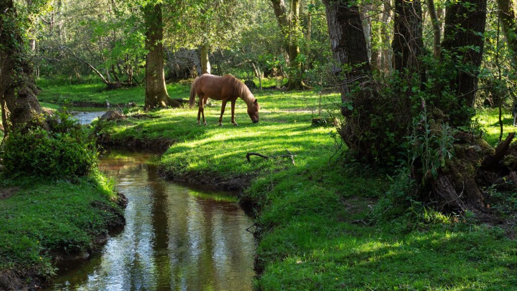 A stream of water with a pony in the distance grazing on grass, surrounded by trees