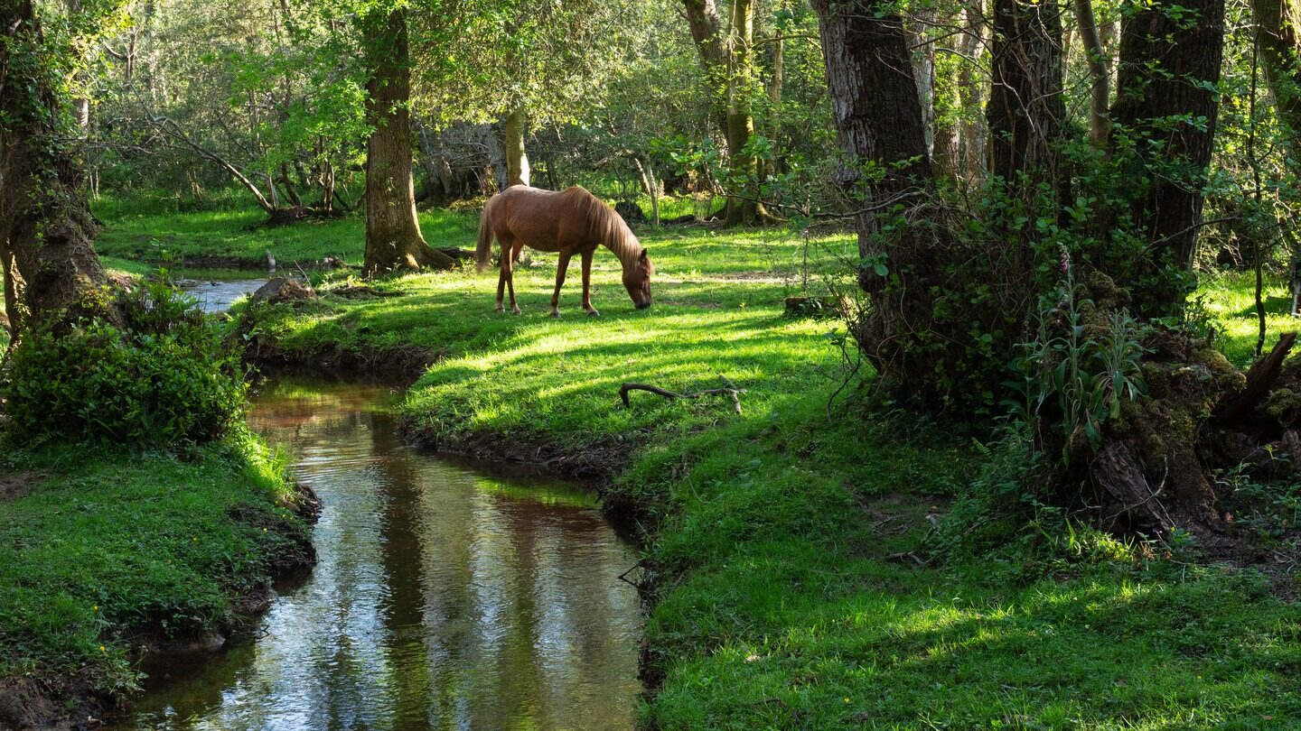 A stream of water with a pony in the distance grazing on grass, surrounded by trees