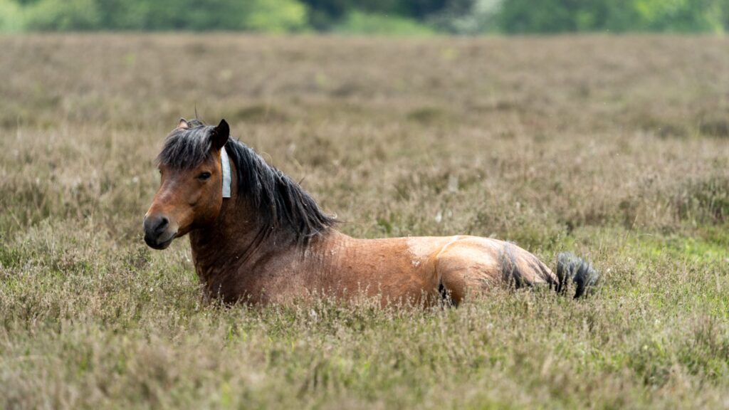 A brown pony lying in long grass