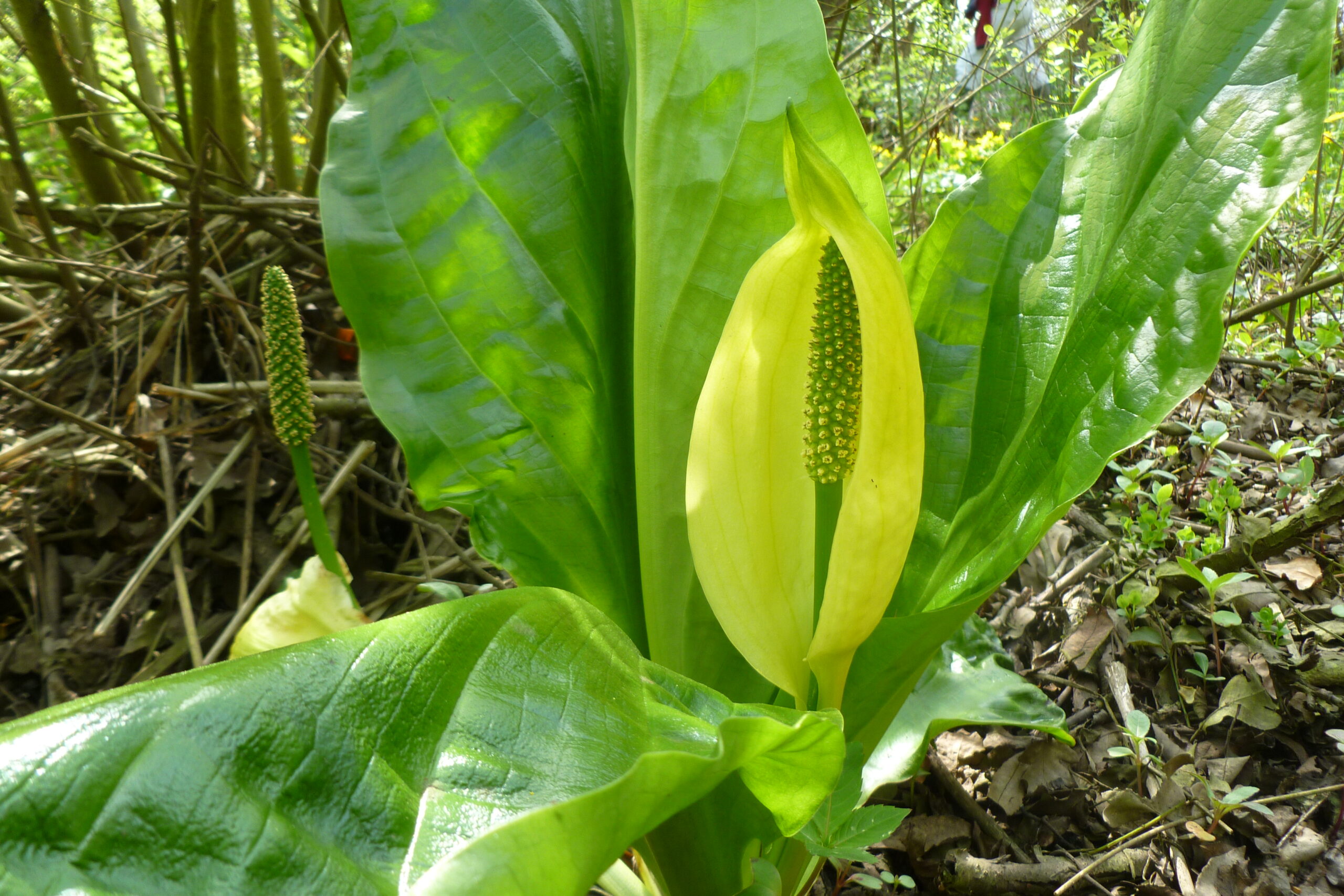 American skunk cabbage with broad green leaves and pale yellow spathe around a green spadix in a woodland setting