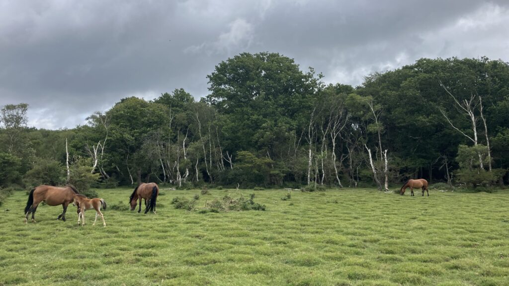 Horses and a foal grazing on a grassy field beside a woodland edge with bare tree trunks under a cloudy sky