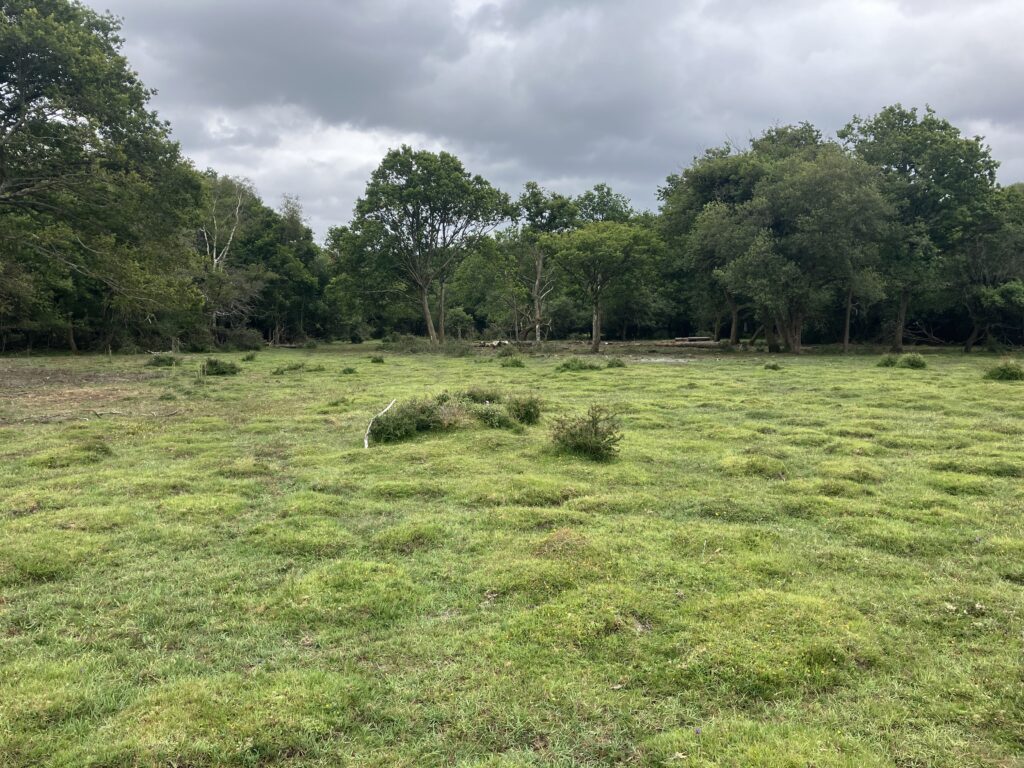 Grassy open lawn bordered by trees under a cloudy grey sky
