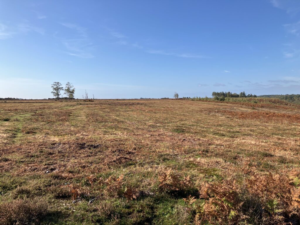 Open heathland with short grass and brown bracken, a few small trees on the horizon under a clear blue sky