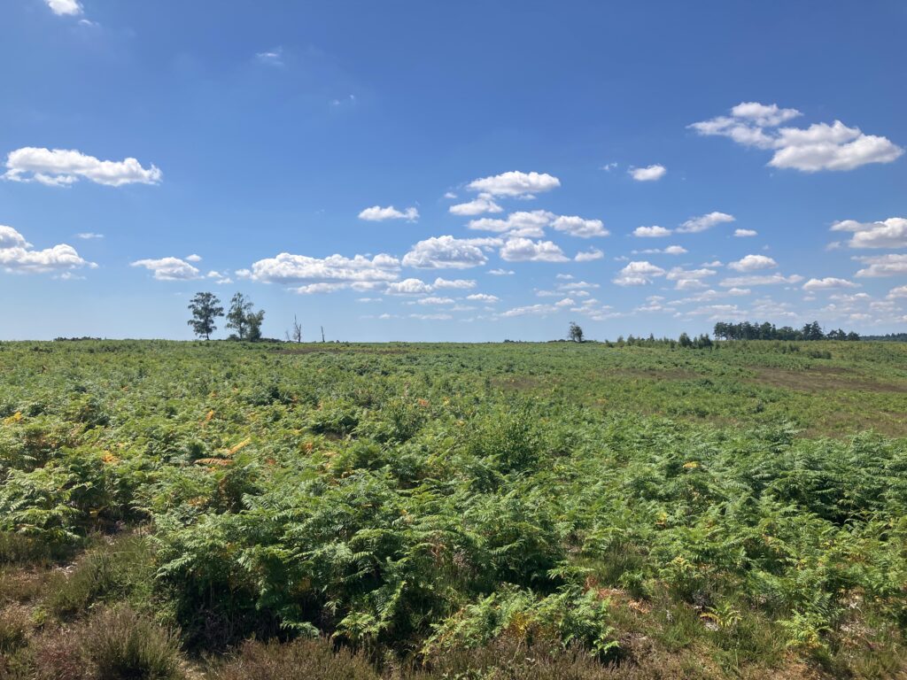 Bracken-covered field at Turf Hill under a blue sky with scattered clouds and a few trees on the horizon