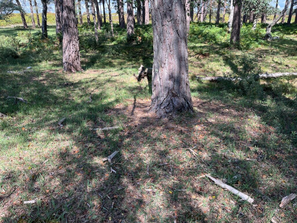 Conifer plantation in Matley Bog with pine trunks and dry, grassy ground beneath, ferns and heath in the background