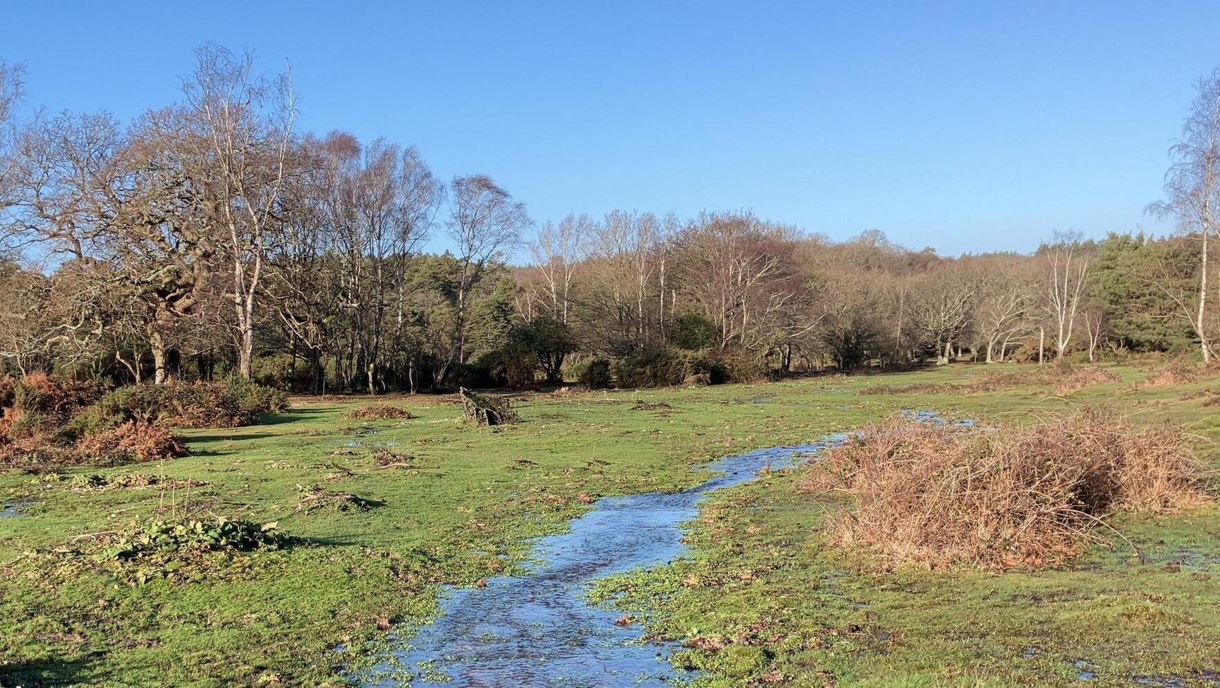 Shallow stream running through a wet grassy meadow, with leafless trees and woodland under a clear blue sky