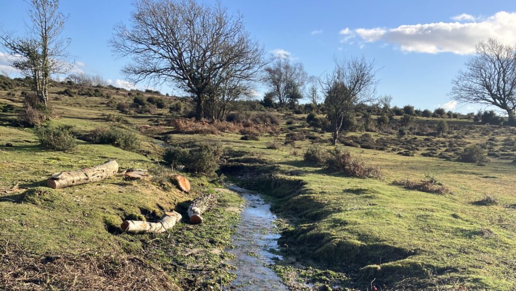 Shallow stream running through grassy heathland with cut logs on the bank and leafless trees under a blue sky
