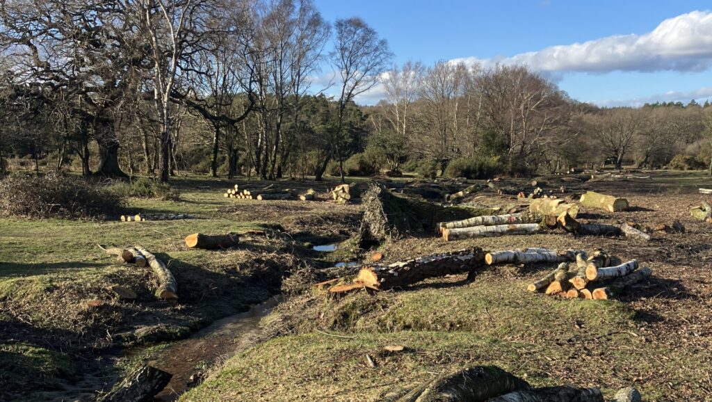 Felled logs piled on a grassy clearing beside a shallow stream, with leafless trees and blue sky with clouds in the background