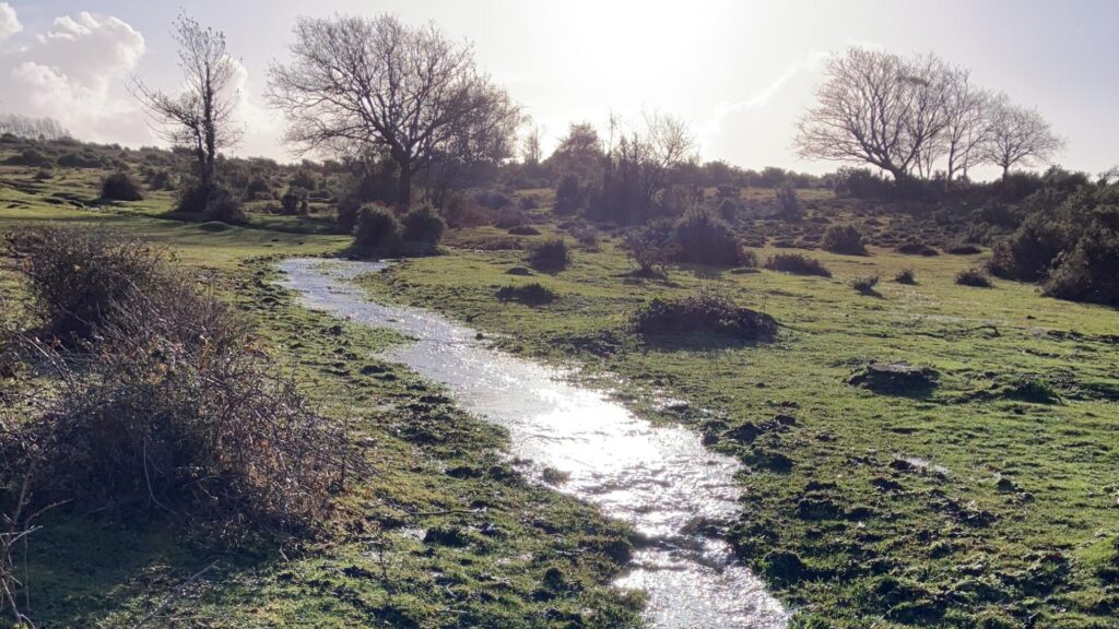 Shallow stream winding through a grassy field with shrubs and bare trees, sunlight reflecting on the water