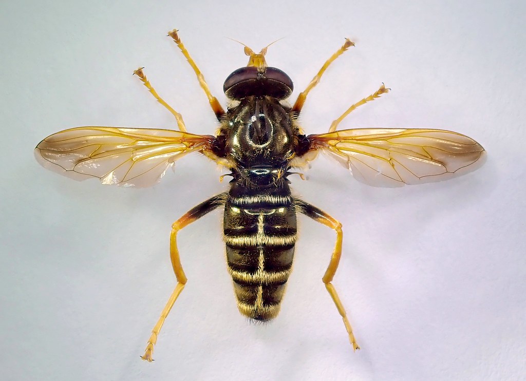 Green forest hoverfly seen from above with wings spread, striped black-and-yellow body, and large dark eyes on a white background