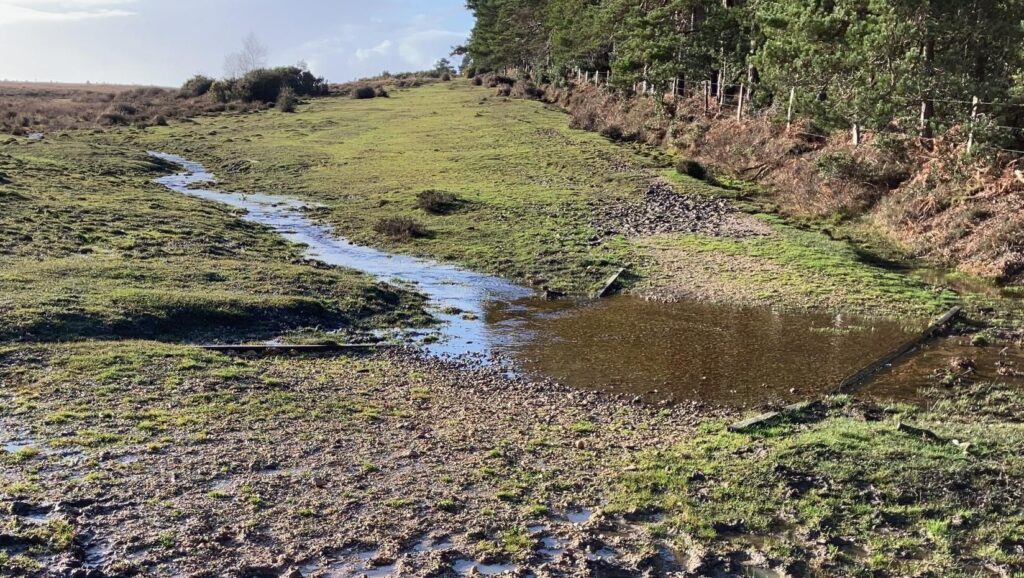 Muddy track with puddles and shallow stream crossing a grassy path, with pine trees along the right side under a cloudy sky