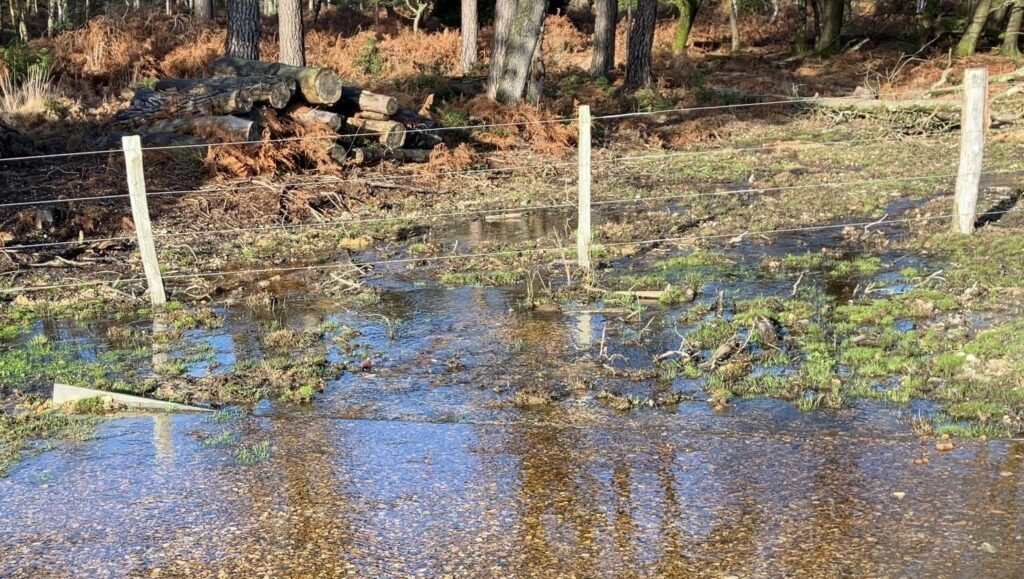 Shallow flooded stream crossing a grassy path beside a wire fence, with stacked logs and tall trees in the background