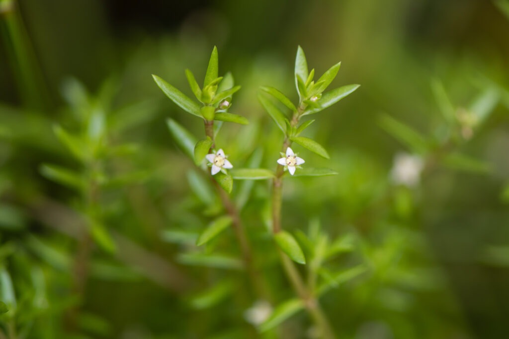 Close-up of Australian swamp stonecrop (Crassula helmsii) with small white flowers and narrow green leaves in water