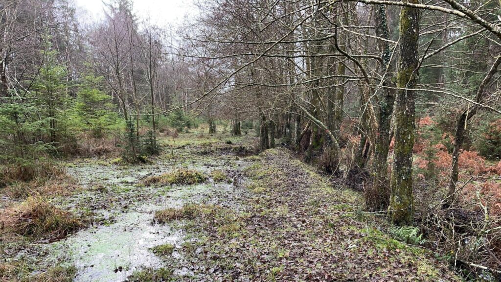 Muddy, waterlogged woodland track at Knightwood, with standing water and leafless trees on both sides