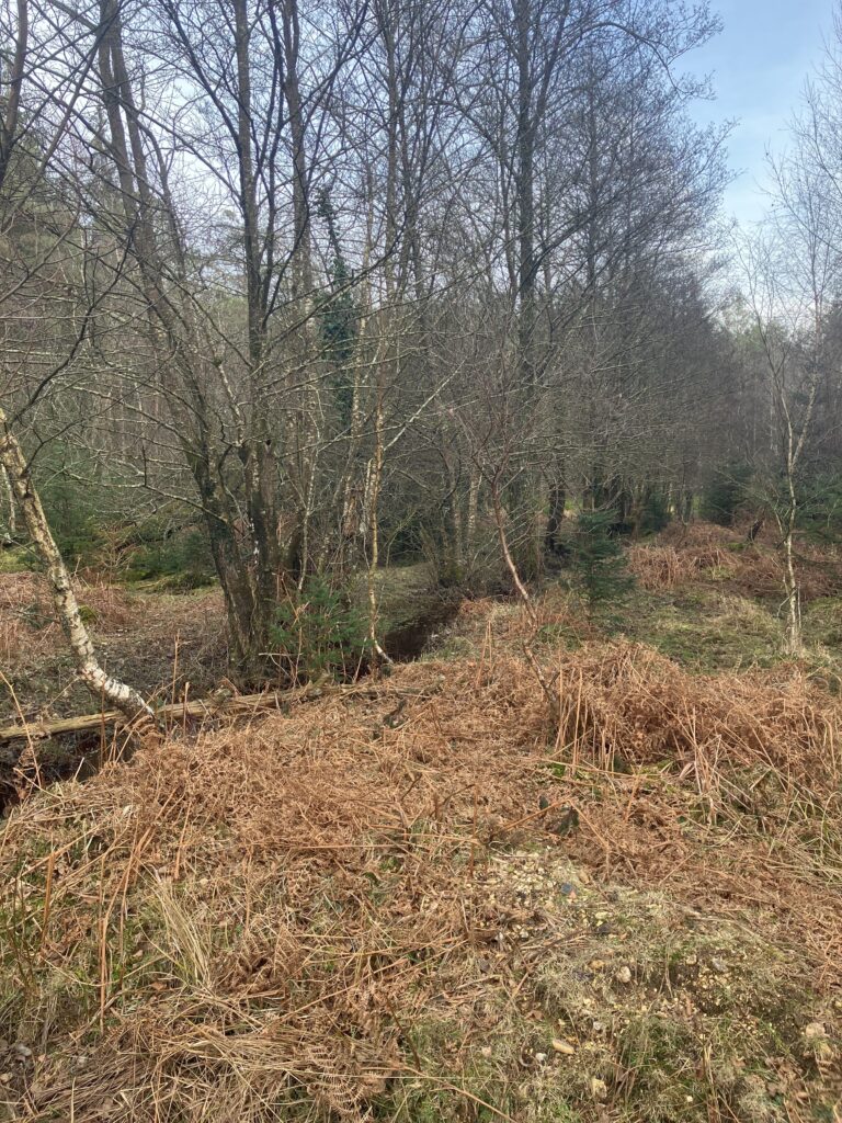 Straight drainage channel running through woodland with leafless trees and brown bracken on the banks