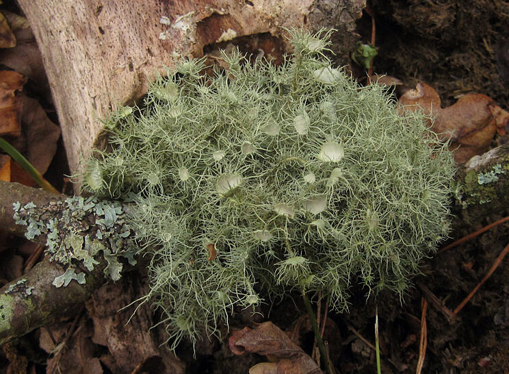 Close-up of Usnea florida lichen on a fallen branch among dry leaves in New Forest, 2014