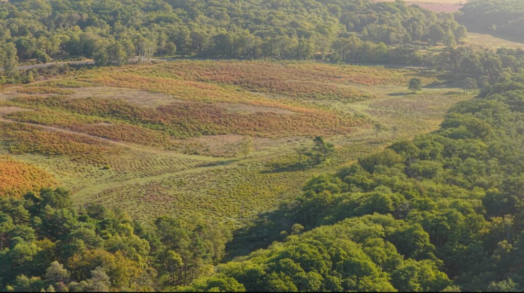 Aerial view of heathland with patchy vegetation and winding tracks, bordered by dense green woodland