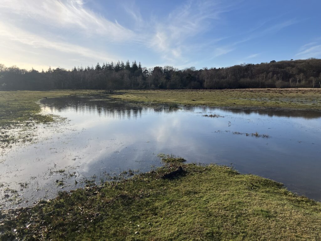 Flooded moorland with shallow pools reflecting a blue sky, grassy banks in foreground and a line of trees on the horizon