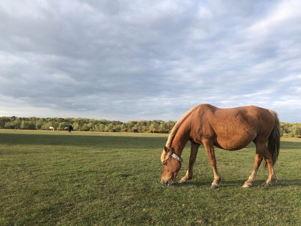New Forest pony wearing a reflective collar grazing at Butts Lawn, Brockenhurst under a cloudy sky