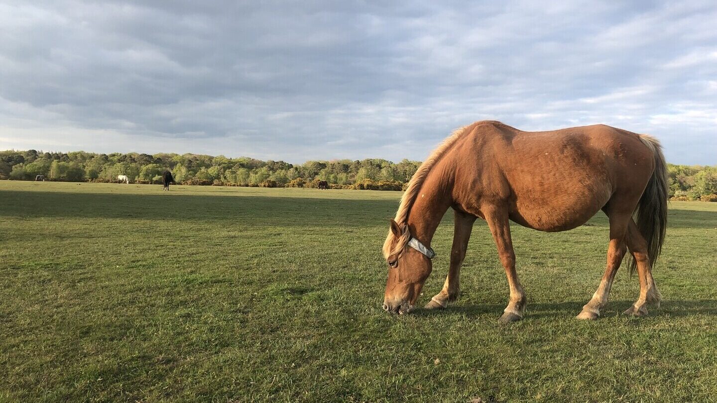 New Forest pony wearing a reflective collar grazing at Butts Lawn, Brockenhurst under a cloudy sky