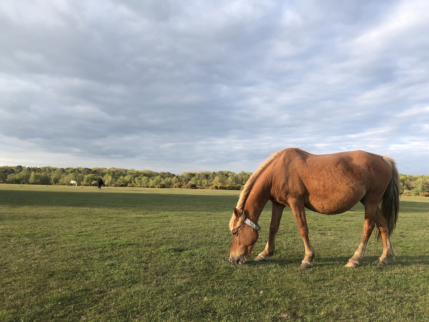New Forest pony wearing a reflective collar grazing at Butts Lawn, Brockenhurst under a cloudy sky