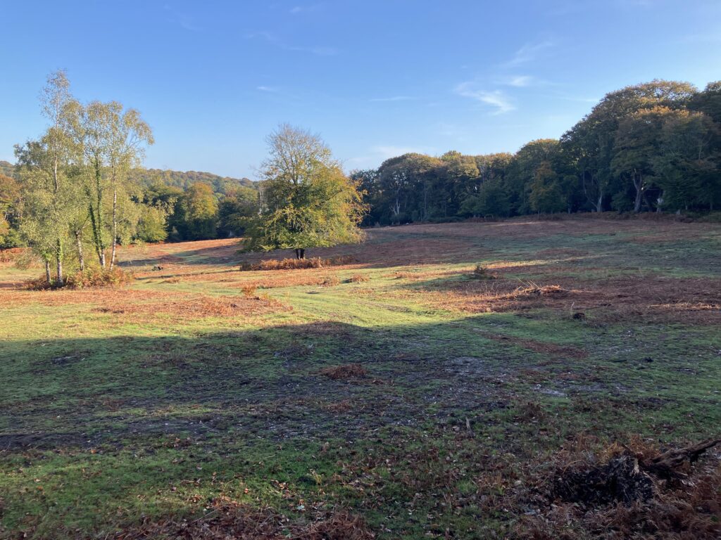 Cleared bracken field with scattered piles of cut fern and trees along the edge in the New Forest under a blue sky