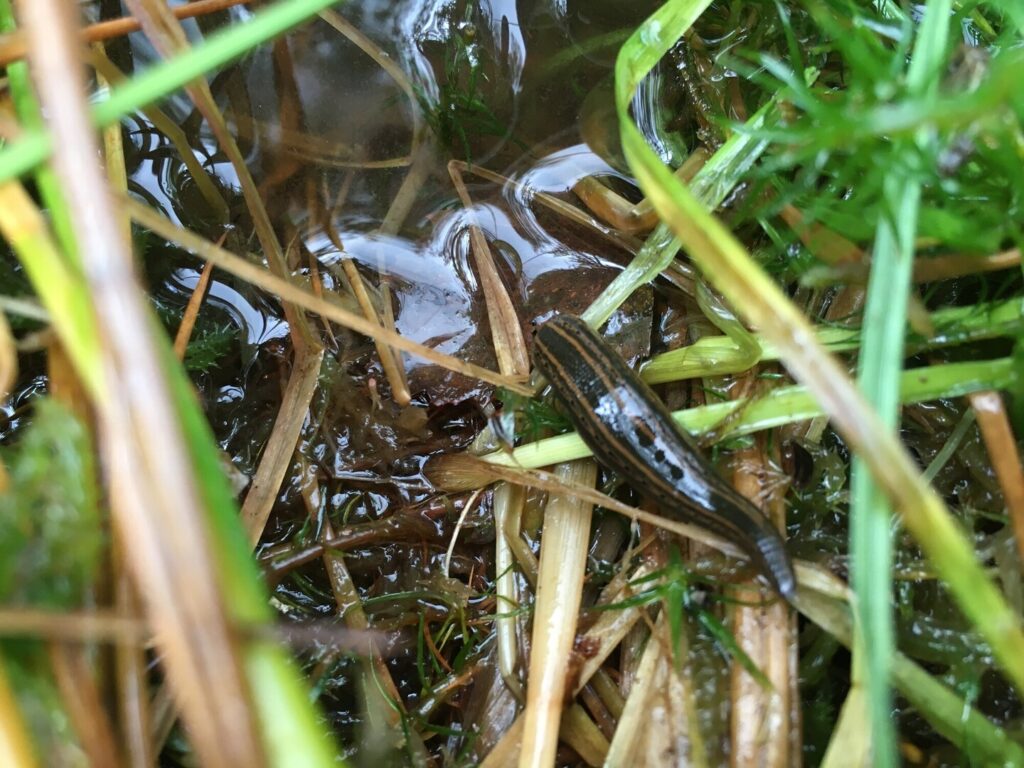 Medicinal leech with yellow stripes crawling through shallow water among wet grass and reeds