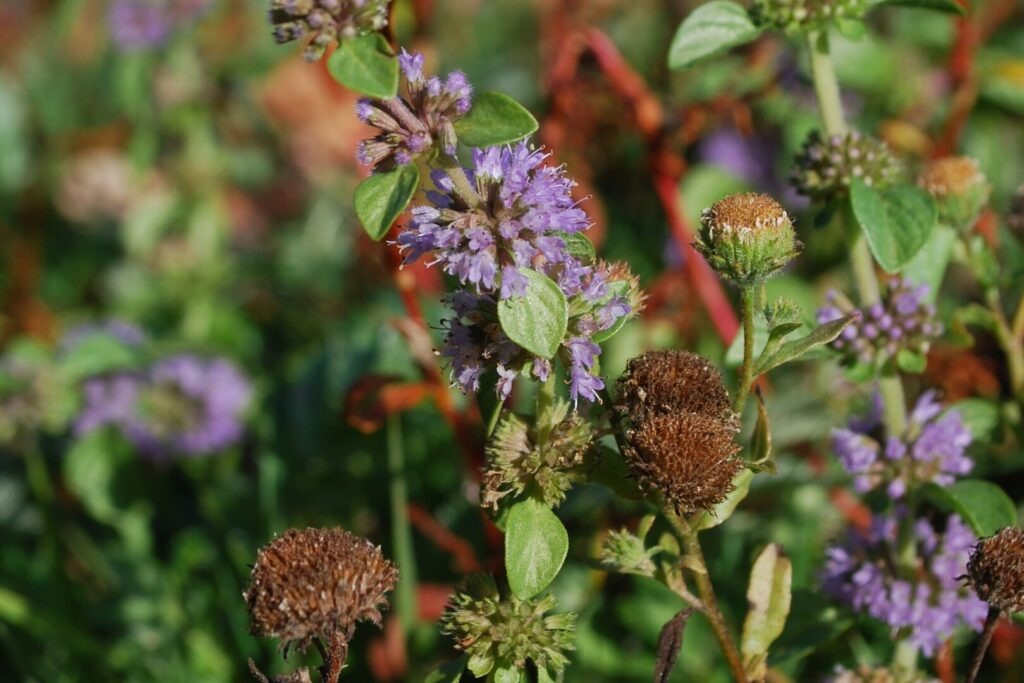 Purple pennyroyal mint flower clusters with green leaves beside brown seed heads of small fleabane in a meadow