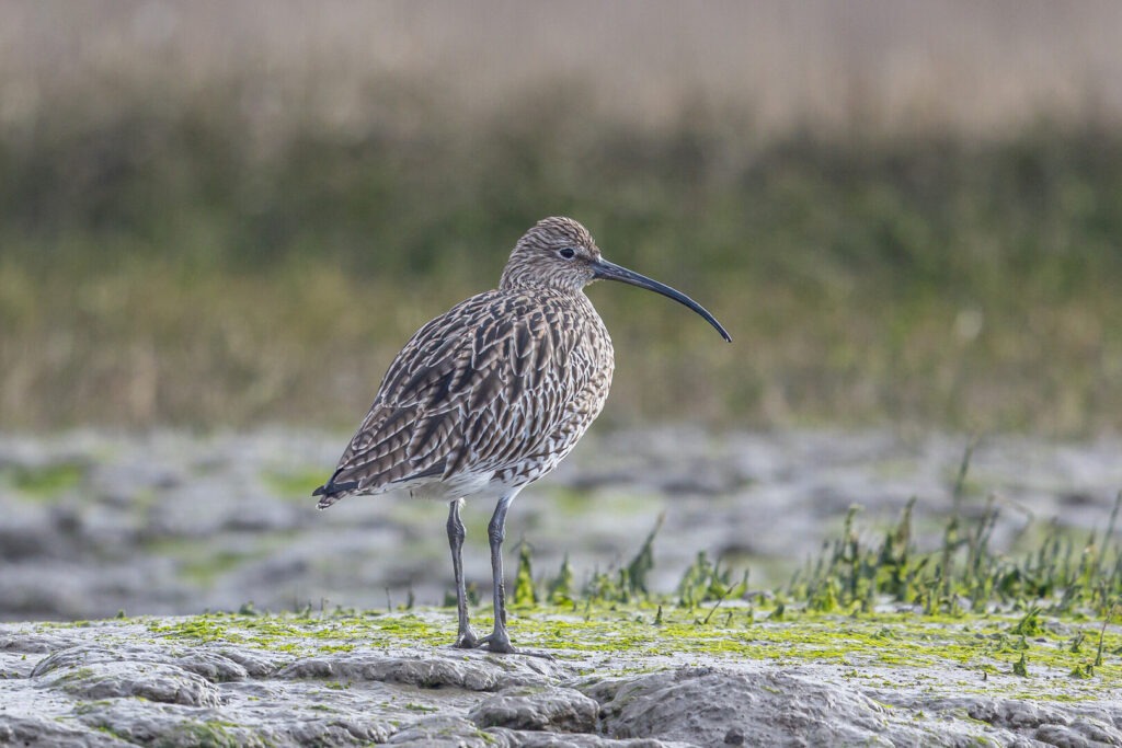 Curlew with mottled brown feathers and long curved bill standing on a muddy shore with green algae and blurred marsh grass behind