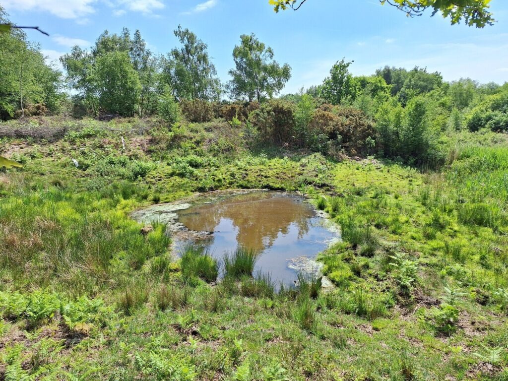 Small freshwater pond surrounded by grasses and shrubs, reflecting trees under a blue sky