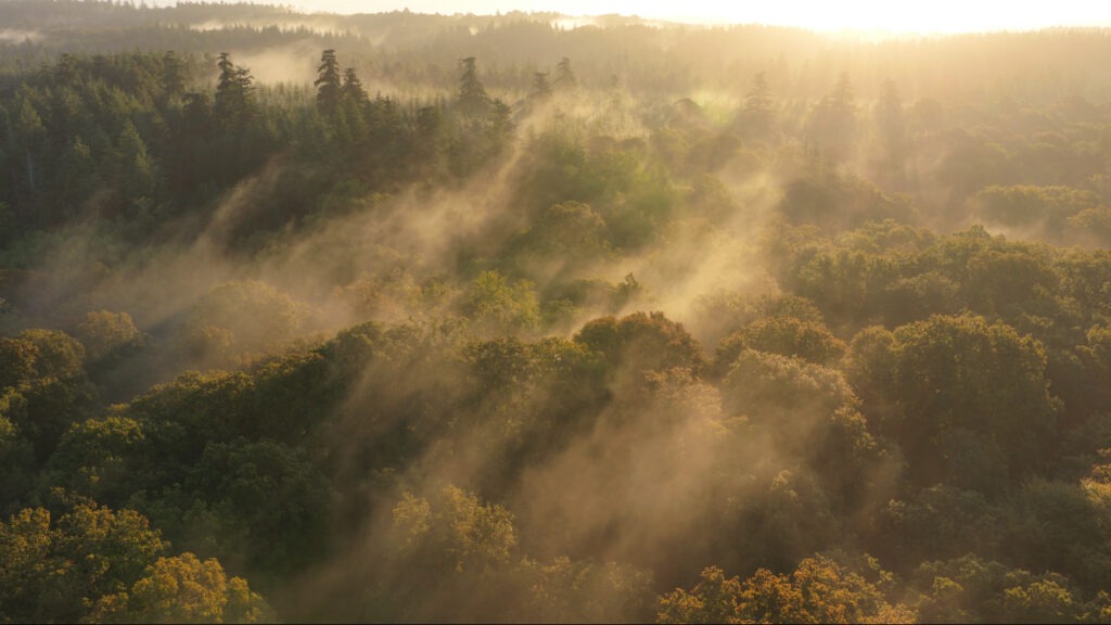 Aerial view of woodland canopy with morning mist and golden sunlight filtering through trees