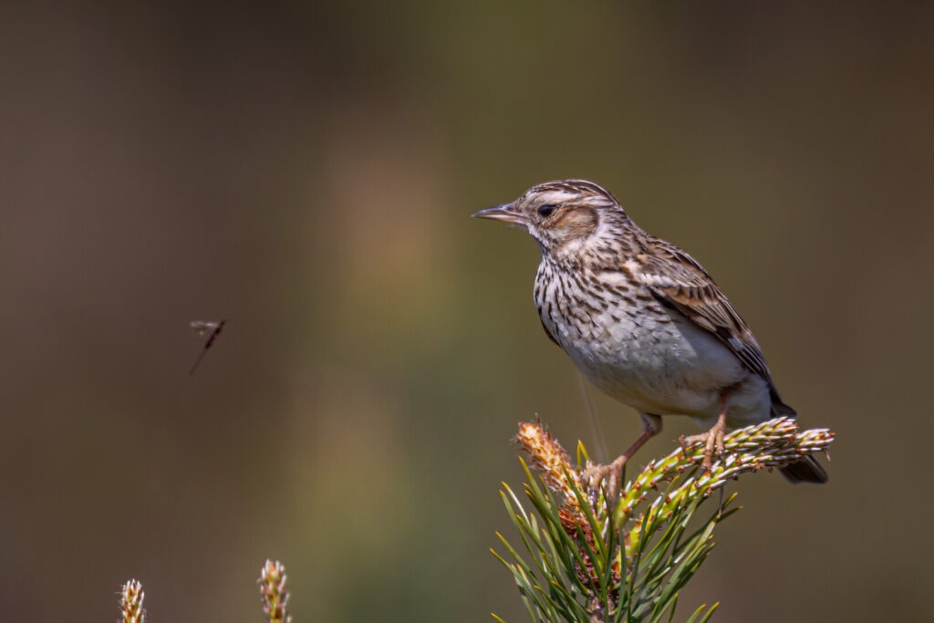 Woodlark perched on a pine shoot, facing left against a blurred background