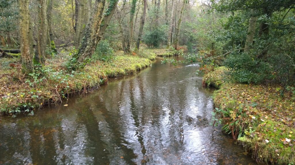 Shallow stream winding through woodland with mossy banks, ferns, and tall trees reflected in the water