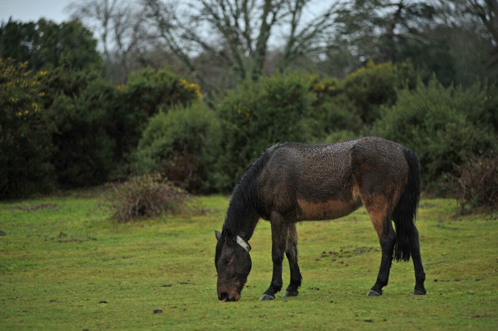 Dark pony grazing in a grassy field, wearing a reflective collar, with bushes and bare trees in the background