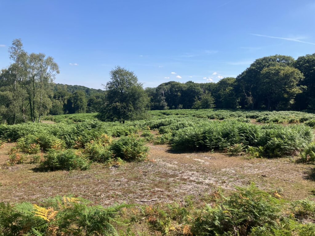 Bracken fern field with a narrow sandy path, bordered by trees and woodland under a clear blue sky in the New Forest
