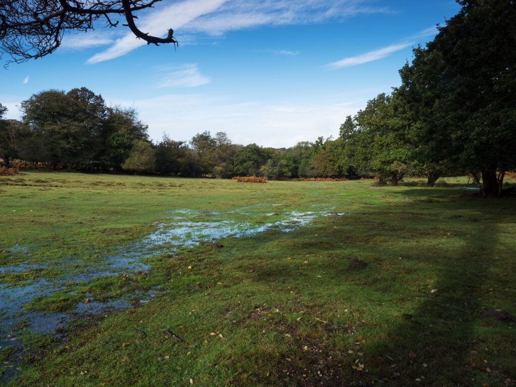Wet grassy mire meadow with shallow stream channels and puddles, bordered by trees under a blue sky, October 2019 fixed point 3
