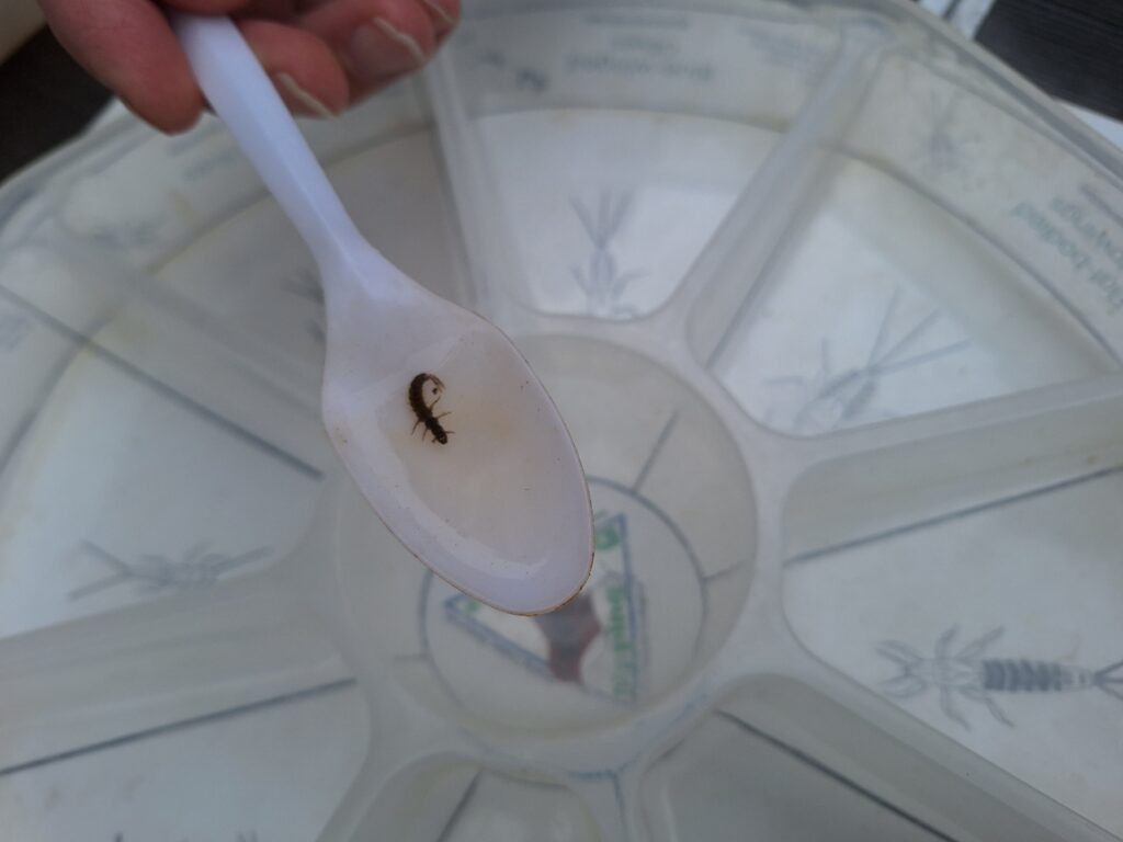 Small riverfly larva in a white plastic spoon held above a tray with insect identification drawings
