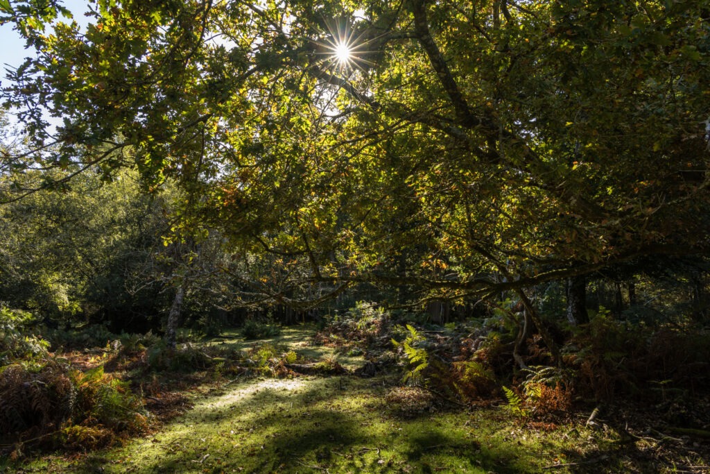 Sunlight coming through trees