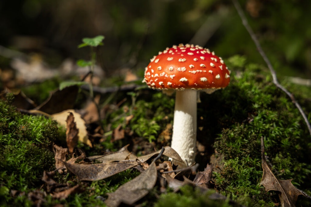 fungi