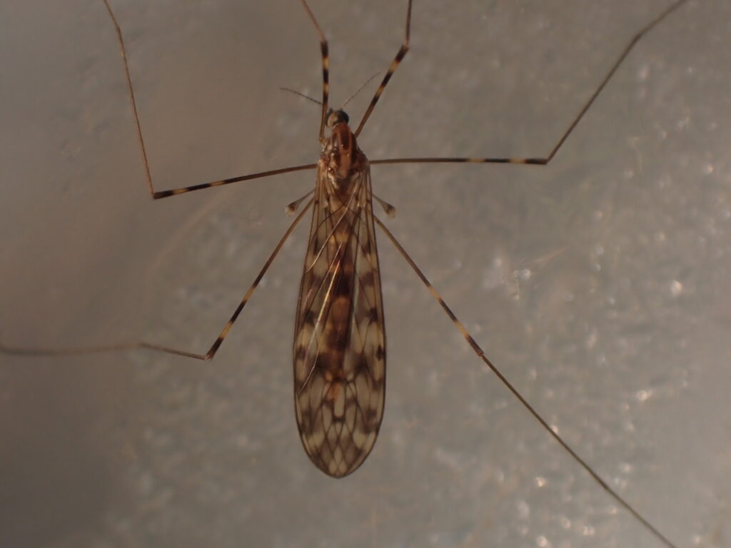 Close-up of a 6-spotted cranefly with long legs and patterned wings resting on a light surface