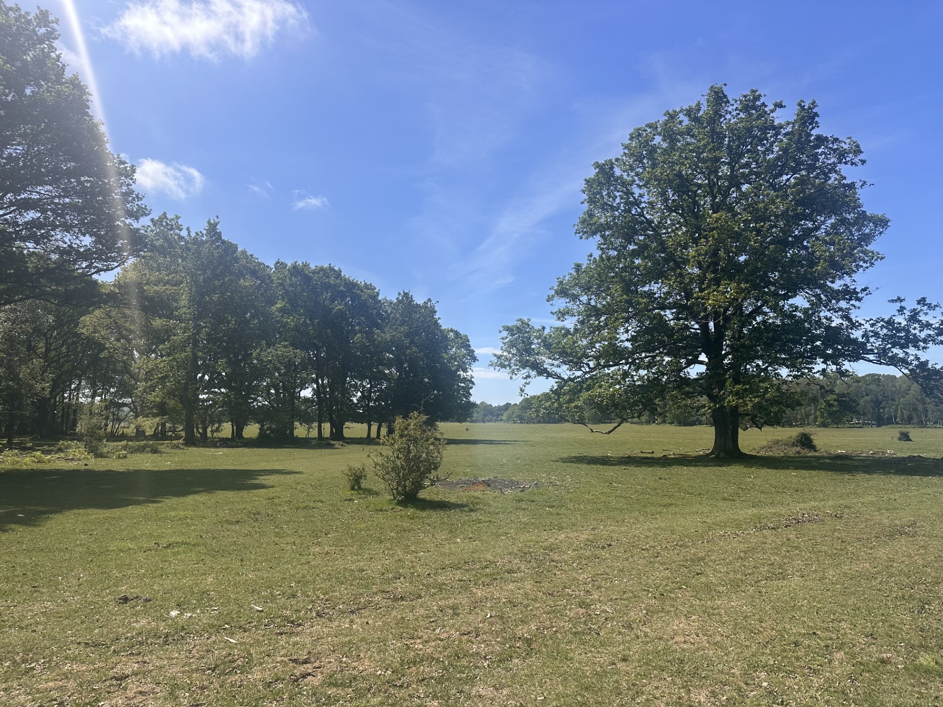 Wide grassy field bordered by trees, with a large oak on the right under a bright blue sky with wispy clouds