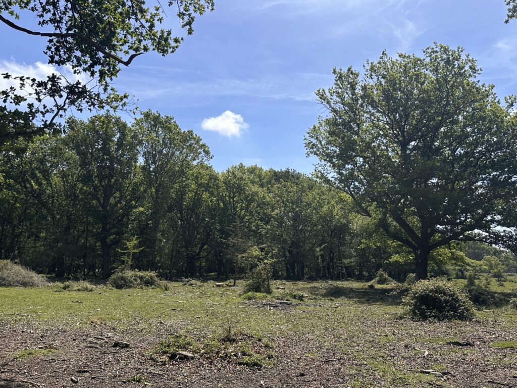 Cleared grassy lawn with scattered branches and brush piles, bordered by tall trees under a blue sky