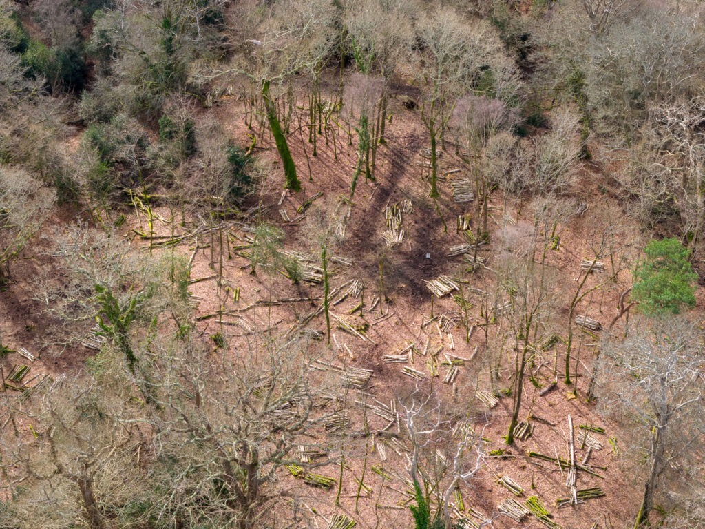 Aerial view of woodland with felled logs stacked in rows and scattered branches on the forest floor among leafless trees