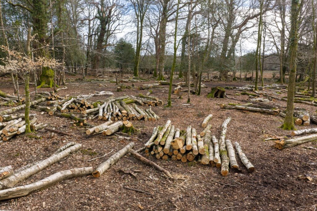 Stacks of felled birch logs and branches scattered across a woodland clearing at Gritnam Wood, with stumps and standing trees