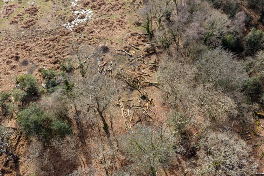 Aerial view of woodland edge with felled trees, scattered logs, and bracken-covered ground near a leafless forest