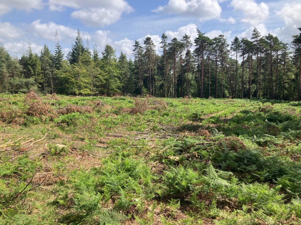 Clear-felled forest area with bracken and scattered branches in the foreground, standing pine trees behind under a blue sky